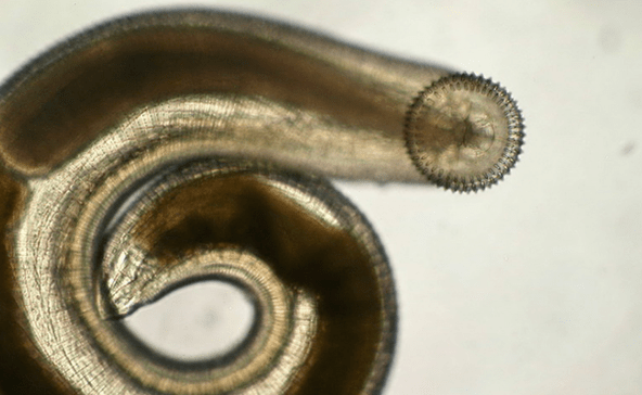 subcutane parasiet gnathostoma